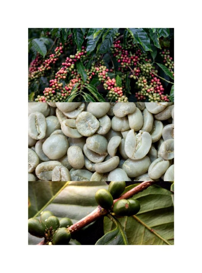 guatemala la morena unroasted green coffee beans-22